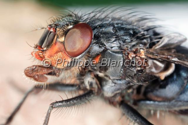 calliphora vicina 2.JPG - Calliphora vicina (portrait)Mouche bleue ou mouche de la viandeBlue blowflyDiptera, CalliphoridaeFrance